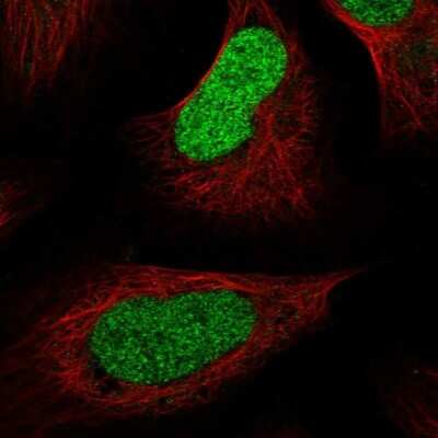 <b>Orthogonal Strategies Validation. </b>Immunocytochemistry/Immunofluorescence: Macro H2A.2 Antibody [NBP1-92094] - Staining of human cell line U-2 OS shows localization to nucleoplasm. Antibody staining is shown in green.