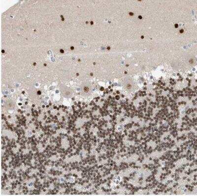 Immunohistochemistry-Paraffin: Macro H2A.2 Antibody [NBP1-92094] - Staining of human cerebellum shows moderate nuclear positivity in granular layer.