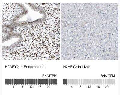 Immunohistochemistry-Paraffin Macro H2A.2 Antibody - BSA Free