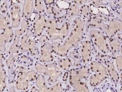 Immunohistochemistry-Paraffin: Macro H2A.2 Antibody [NBP2-97224] - Immunochemical staining of human Macro H2A.2 in human kidney with rabbit polyclonal antibody at 1:100 dilution, formalin-fixed paraffin embedded sections.
