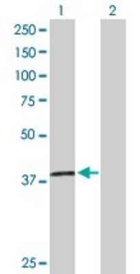 Western Blot: Macro H2A.2 Antibody [H00055506-D01P] - Analysis of H2AFY2 expression in transfected 293T cell line by H2AFY2 polyclonal antibody.Lane 1: H2AFY2 transfected lysate(40.10 KDa).Lane 2: Non-transfected lysate.