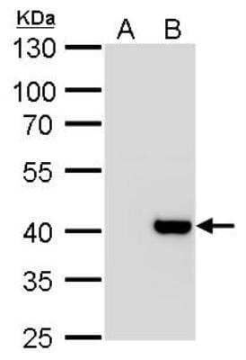 Western Blot Macro H2A.2 Antibody