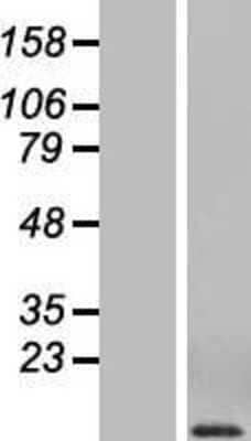 Western Blot CCL3/MIP-1 alpha Overexpression Lysate