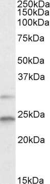 Western Blot: Mad2L1 Antibody [NB300-880] - Analysis of Mad2L1 in HEK293 lysate (35ug protein in RIPA buffer) using NB300-880 at 2ug/ml. Primary incubation was 1 hour. Detected by chemiluminescence.