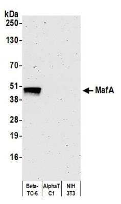 Western Blot: MafA Antibody (BLR067G) [NBP2-78707] - Detection of mouse MafA by WB of Beta-TC-6, AlphaTC1 Clone 9, and NIH 3T3 lysate using this antibody. Secondary: HRP-conjugated goat anti-rabbit IgG (NB100-2332 ).