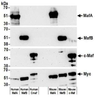 Western Blot: MafA Antibody (BLR067G) [NBP2-78707] - Detection of human and mouse MafA by WB of HEK293T transfected with myc tagged human or mouse MafA, MafB or c-Maf using this antibody, rabbit anti-MafB recombinant monoclonal [BLR046F], and rabbit anti-c-Maf recombinant monoclonal [BLR045F]. Secondary: HRP-conjugated goat anti-rabbit IgG (NB100-2332 ). Lower panel: Rabbit anti-Myc.