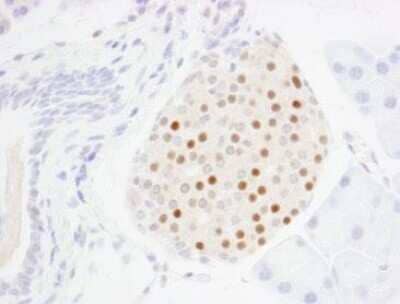 Immunohistochemistry-Paraffin: MafA Antibody [NBP1-00121] - Section of mouse pancreatic islet. Antibody:  Affinity purified rabbit anti-MafA (Cat. No. NBP1-00121) used at  a dilution of 1:250.