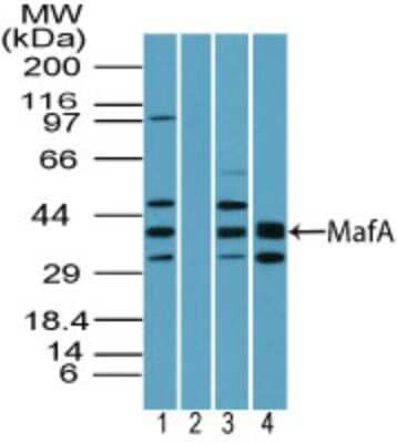 Western Blot MafA Antibody