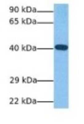 Western Blot: MafA Antibody [NBP3-09249] - Western blot analysis of MafA in Human HCT116. Antibody dilution at 1.0ug/ml