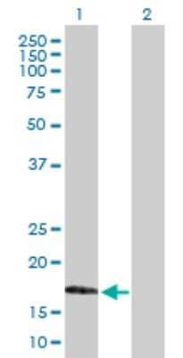 Western Blot: MafG Antibody [H00004097-B01P] - Analysis of MAFG expression in transfected 293T cell line by MAFG polyclonal antibody.  Lane 1: MAFG transfected lysate(17.82 KDa). Lane 2: Non-transfected lysate.
