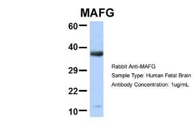 Western Blot: MafG Antibody [NBP2-82279] - Host: Rabbit. Target Name: MAFG. Sample Type: Human Fetal Brain. Antibody Dilution: 1.0ug/ml