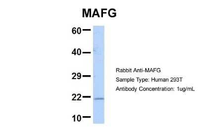 Western Blot: MafG Antibody [NBP2-82279] - Host: Rabbit. Target Name: MAFG. Sample Type: 293T. Antibody Dilution: 1.0ug/mlMAFG is supported by BioGPS gene expression data to be expressed in HEK293T