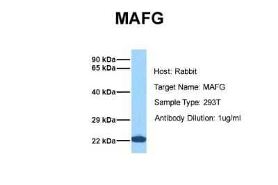 Western Blot: MafG Antibody [NBP2-82280] - Host: Rabbit. Target Name: MAFG. Sample Tissue: Human 293T. Antibody Dilution: 1.0ug/ml