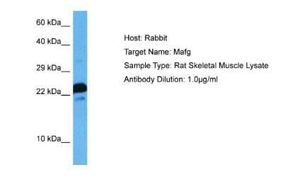 Western Blot: MafG Antibody [NBP2-82280] - Host: Rat. Target Name: MAFG. Sample Tissue: Rat Skeletal Muscle. Antibody Dilution: 1ug/ml