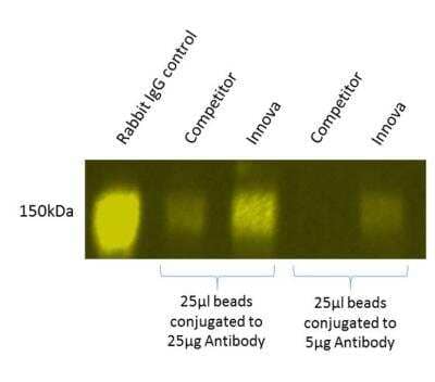 Immunoprecipitation: Magnetic Antibody Labeling Kit [1300-0010] - Rabbit IgG immunoprecipitation and detection by Western blot. 25 ug and 5 ug Goat anti-rabbit antibody were added to each of two Mini vials of magnetic particles, and to 25 ul of 1% magnetic beads from a leading competitor, and processed as per the respective protocols. The conjugates were used to immunoprecipitate rabbit IgG from rabbit serum. The eluted samples were run by SDS-PAGE and analysed by Western blot against rabbit IgG.