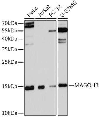 Western Blot: Mago nashi homolog 2 Antibody [NBP3-03283] - Western blot analysis of extracts of various cell lines, using Mago nashi homolog 2 antibody at 1:3000 dilution. Secondary antibody: HRP Goat Anti-Rabbit IgG (H+L) at 1:10000 dilution. Lysates/proteins: 25ug per lane. Blocking buffer: 3% nonfat dry milk in TBST. Detection: ECL Basic Kit. Exposure time: 90s.