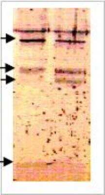 Western Blot: Major allergen I polypeptide chain 2 Antibody - Detects a single band of 16-17 kDa in PC-PANP samples. The antibody also reacts to a 18 kDa protein in various tissues expressing Pro-ANP protein