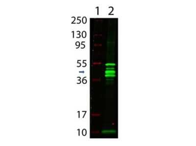 Western Blot: Maltose Binding Protein Antibody - BSA Free [NBP1-97370] - Western Blot showing detection of Maltose Binding protein antibody - BSA Free.Lane 1: MW markers. Lane 2: Maltose Binding Protein [0.05 ug]. Protein was run on a 4-20% gel and transferred to 0.45 um nitrocellulose. Blocking with 1% BSA-TTBS 30 min at 20C. Primary Antibody: Anti-MBP (RABBIT) antibody was used at 1:1000 overnight at 4C. Secondary Antibody: Anti-Rabbit IgG (GOAT) IRDye800(R) conjugated antibody was used at 1:20,000 in Blocking Buffer for Fluorescent Western Blotting for 30 min at 20C. Imaged on the LiCor Odyssey imaging system. Predicted MW: ~42 kDa, the other bands present are recombinant MBP breakdown.