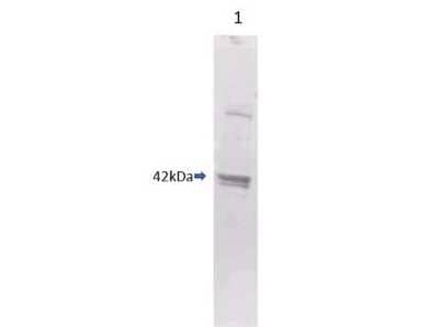 Western Blot: Maltose Binding Protein Antibody - BSA Free [NBP1-97370] - Western Blot of Maltose Binding protein antibody - BSA Free.Lane 1: 1.0 ug of recombinant protein containing the Maltose Binding Protein.Primary Antibody: Polyclonal rabbit-anti-Maltose Binding Protein at 0.5-1.0 ug/ml for 1 h at room temperature.Secondary Antibody: 1:2500 dilution of IRDye 800 conjugated Gt-a-Rabbit IgG [H&L] for 30 min at room temperature. Imaging: LICOR's Odyssey(R) Infrared Imaging System was used to scan and process the image. Other detection systems will yield similar results. Predicted MW: ~42 kDa. A minor band at corresponding to multimers of this protein is also evident.