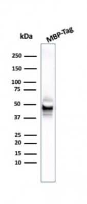 Western Blot Maltose Binding Protein Antibody (R29.6)