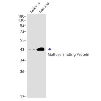 Western Blot: Maltose Binding Protein Antibody (S02-6F4) [NBP3-14950] - Western Blot analysis of MBP in E. coli using MBP Rabbit mAb at dilution 1/1000