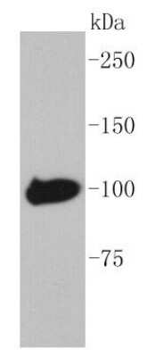 Western Blot: Maltose Binding Protein Antibody (SR41-04) [NBP2-67345] - Analysis of Maltose Binding Protein on recombinant MBP-tag protein lysates using anti-Maltose Binding Protein antibody at 1/1,000 dilution.