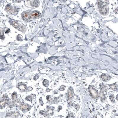 Immunohistochemistry-Paraffin: Mammaglobin A Antibody (CL8892) [NBP3-05504] - Staining of human breast shows moderate positivity in secretion.