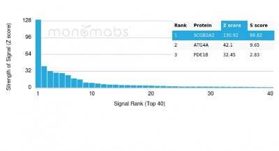 Protein Array: Mammaglobin A Antibody (MGB/4057R) [NBP3-08526] - Analysis of Protein Array containing >19,000 full-length human proteins using Mammaglobin A-Monospecific (SCGB2A2) Recombinant Rabbit Monoclonal Antibody (MGB/4057R).