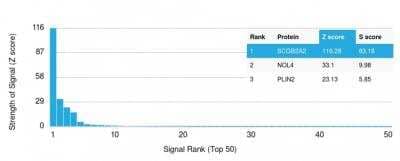 Protein Array: Mammaglobin A Antibody (SPM518) - Azide and BSA Free [NBP2-79864] - Z- and S- Score: The Z-score represents the strength of a signal that a monoclonal antibody (MAb) (in combination with a fluorescently-tagged anti-IgG secondary antibody) produces when binding to a particular protein on the HuProtTM array. Z-scores are described in units of standard deviations (SD's) above the mean value of all signals generated on that array. If targets on HuProtTM are arranged in descending order of the Z-score, the S-score is the difference (also in units of SD's) between the Z-score. S-score therefore represents the relative target specificity of a MAb to its intended target. A MAb is considered to specific to its intended target, if the MAb has an S-score of at least 2.5. For example, if a MAb binds to protein X with a Z-score of 43 and to protein Y with a Z-score of 14, then the S-score for the binding of that MAb to protein X is equal to 29.