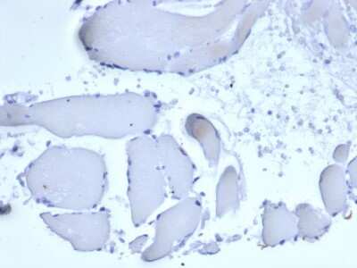 Immunohistochemistry-Paraffin: Mammaglobin A Antibody (rMGB/6619) - Azide and BSA Free [NBP3-08428] - IHC analysis of formalin-fixed, paraffin-embedded human skeletal muscle. Negative tissue control using Mammaglobin A antibody (rMGB/6619) at 2ug/ml in PBS for 30min RT. HIER: Tris/EDTA, pH9.0, 45min. 2 : HRP-polymer, 30min. DAB, 5min.