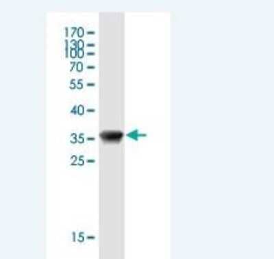 Western Blot: Mammaglobin B Antibody (1G10) [H00004246-M01] - Detection against Immunogen (37.3 KDa) .
