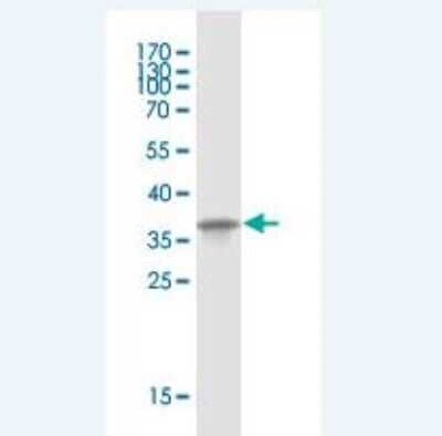 Western Blot: Mammaglobin B Antibody (2E2) [H00004246-M07] - Detection against Immunogen (37.3 KDa) .