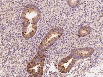 Immunohistochemistry-Paraffin: Mammaglobin B Antibody [NBP2-97784] - Immunochemical staining of human Mammaglobin B in human corpus uteri with rabbit polyclonal antibody at 1:100 dilution, formalin-fixed paraffin embedded sections.