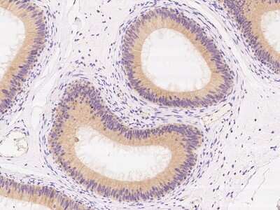 Immunohistochemistry-Paraffin: Mammaglobin B Antibody [NBP2-97784] - Immunochemical staining of human SCGB2A1 in human epididymis with rabbit polyclonal antibody at 1:100 dilution, formalin-fixed paraffin embedded sections.