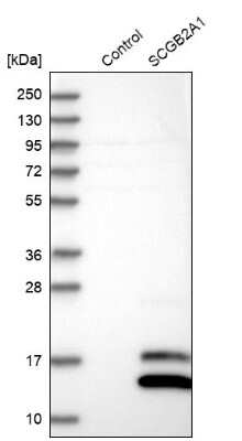 Western Blot: Mammaglobin B Antibody [NBP1-87736] - Analysis in control (vector only transfected HEK293T lysate) and SCGB2A1 over-expression lysate (Co-expressed with a C-terminal myc-DDK tag (3.1 kDa) in mammalian HEK293T cells).