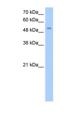 Western Blot: Manic Fringe Antibody [NBP1-79288] - HepG2 cell lysate, concentration 0.2-1 ug/ml.