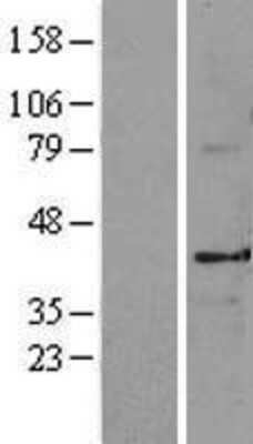 Western Blot: Manic Fringe Overexpression Lysate (Adult Normal) [NBL1-13041] Left-Empty vector transfected control cell lysate (HEK293 cell lysate); Right -Over-expression Lysate for Manic Fringe.