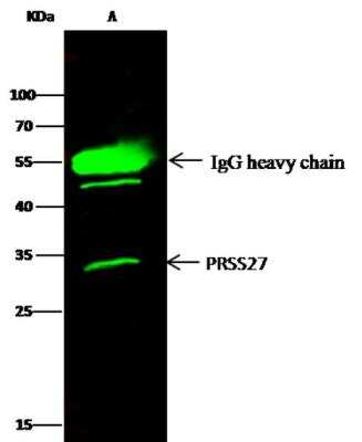 Immunoprecipitation: Marapsin/Pancreasin Antibody (107) [NBP2-90056] - Lane A:0.5 mg K562 Whole Cell Lysate2 uL anti-PRSS27 rabbit monoclonal antibody and 15 ul of 50 % Protein G agarose.Primary antibody:Anti-PRSS27 rabbit monoclonal antibody,at 1:200 dilution Secondary antibody:Dylight 800-labeled antibody to rabbit IgG (H+L), at 1:5000 dilution Developed using the odssey technique.Performed under reducing conditions.Predicted band size: 32 kDaObserved band size: 32 kDa