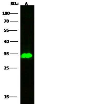 Western Blot: Marapsin/Pancreasin Antibody (107) [NBP2-90056] - Lane A: K562 Whole Cell LysateLysates/proteins at 30 ug per lane.SecondaryGoat Anti-Rabbit IgG H&L (Dylight800) at 1/10000 dilution.Developed using the Odyssey technique. Performed under reducing conditions.Predicted band size:32 kDaObserved band size:32 kDa