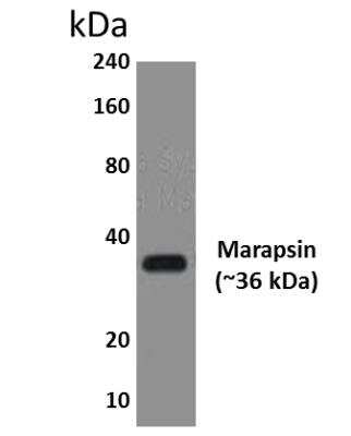 Western Blot: Marapsin/Pancreasin Antibody (MM0463-3H15) [NBP2-11786] - Lysates of HEK293 Expressing human Marapsin/Pancreasin.