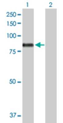 Western Blot: Mark3 Antibody [H00004140-B01P] - Analysis of MARK3 expression in transfected 293T cell line by MARK3 polyclonal antibody.  Lane 1: MARK3 transfected lysate(80.19 KDa). Lane 2: Non-transfected lysate.