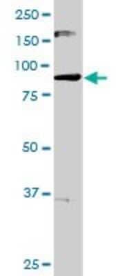 Western Blot: Mark3 Antibody [H00004140-D01P] - Analysis of MARK3 expression in HeLa.