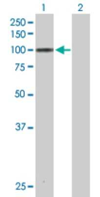 Western Blot: Mark3 Antibody [H00004140-D01P] - Analysis of MARK3 expression in transfected 293T cell line by MARK3 polyclonal antibody.Lane 1: MARK3 transfected lysate(81.40 KDa).Lane 2: Non-transfected lysate.
