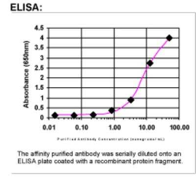 ELISA: Mas Antibody [26800002]