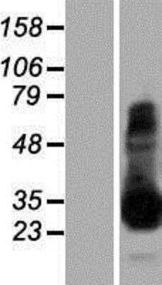 Western Blot: Mast Cell Tryptase Overexpression Lysate (Native) [NBP2-08022] - Mast Cell Tryptase Overexpression Lysate (Native) Left-Empty vector transfected control cell lysate (HEK293 cell lysate); Right -Over-expression Lysate for TPSAB1.