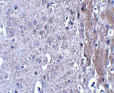 Immunohistochemistry-Paraffin: Matrilin-4 Antibody [NBP1-77012] - Mouse brain tissue with MATN4 antibody at 2.5 ug/ml.