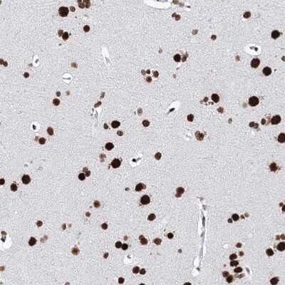 Immunohistochemistry-Paraffin: Matrin 3 Antibody [NBP1-87859] - Staining of human cerebral cortex shows strong nuclear positivity in neurons.