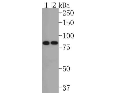 Western Blot: Matrin 3 Antibody (JU93-43) [NBP2-75567] - Western blot analysis of Matrin 3 on different lysates. Proteins were transferred to a PVDF membrane and blocked with 5% BSA in PBS for 1 hour at room temperature. The primary antibody (1/500) was used in 5% BSA at room temperature for 2 hours. Goat Anti-Rabbit IgG - HRP Secondary Antibody (HA1001) at 1:200,000 dilution was used for 1 hour at room temperature. Positive control: Lane 1: Hela cell lysate Lane 2: Daudi cell lysate