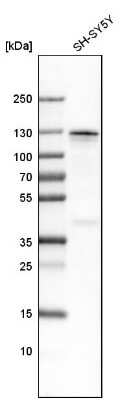 Western Blot: Matrin 3 Antibody [NBP1-87859] - Analysis in human cell line SH-SY5Y.