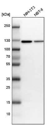 Western Blot: Matrin 3 Antibody [NBP1-87859] - Analysis in mouse cell line NIH-3T3 and rat cell line NBT-II.